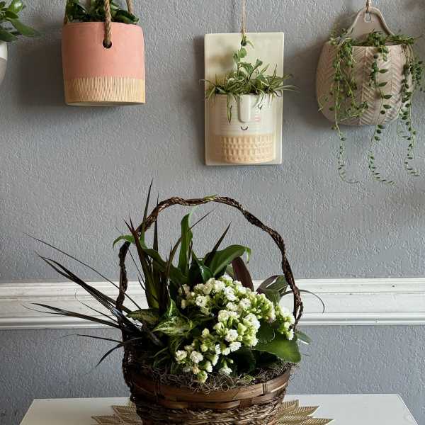Basket arrangement with white flowers and mixed green plants