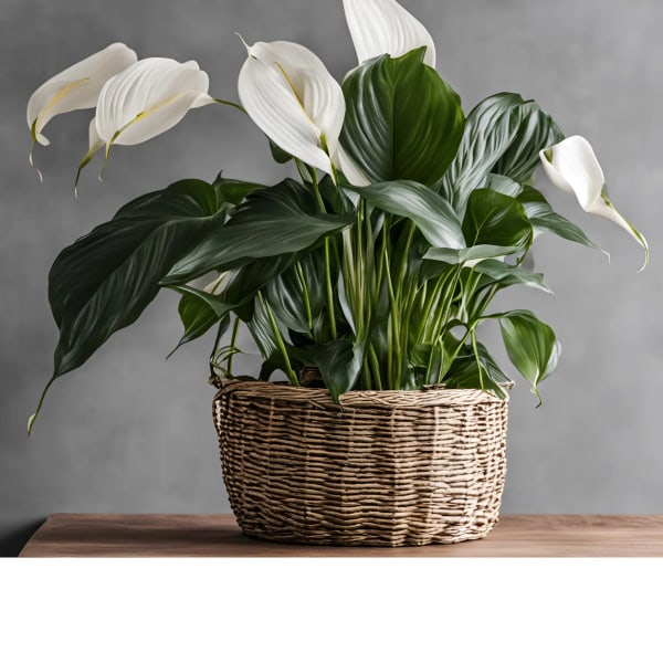 White peace lilies in a woven basket planter