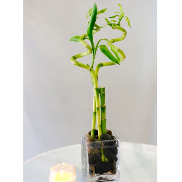 Lucky Bamboo