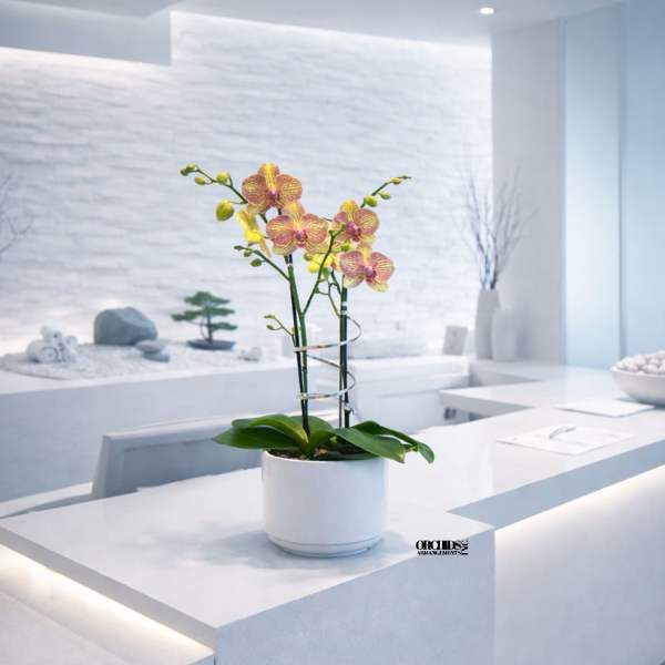 Potted orchid with pink and yellow blooms in a white ceramic pot