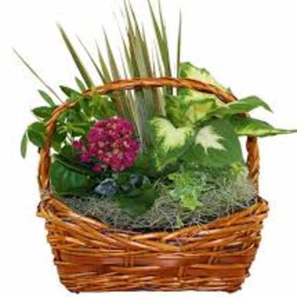 Wicker basket arrangement with pink flowers and assorted green plants