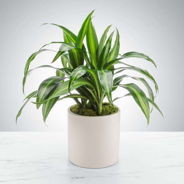Dracaena Plant by BloomNation™