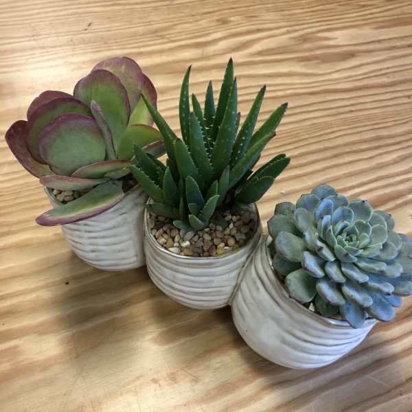 Three small potted succulents in white ceramic pots on a wooden surface