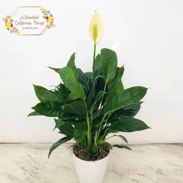 Peace Lily in Decorative Container - Plants from ABC Florist Long Beach CA