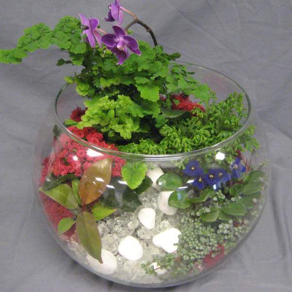 Glass bowl terrarium with purple orchids and assorted plants