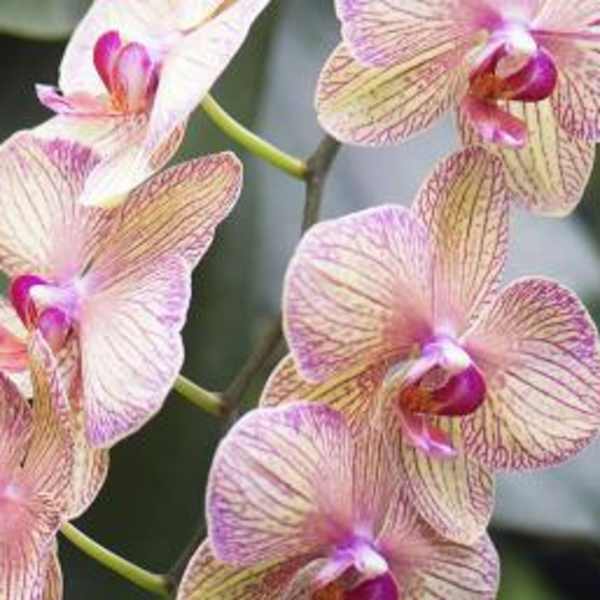 Pink and cream orchid blooms with purple centers