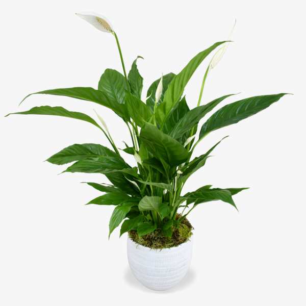 Potted green peace lily plant with white blooms in a textured white pot