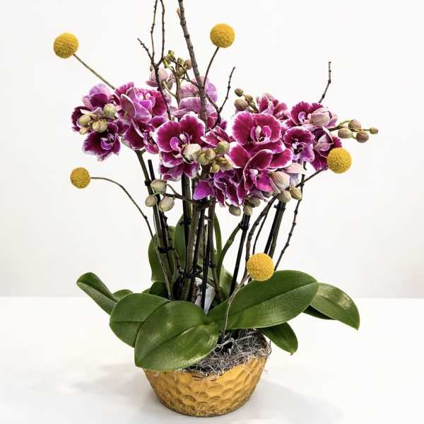 Maison d’Or Orchid Collection