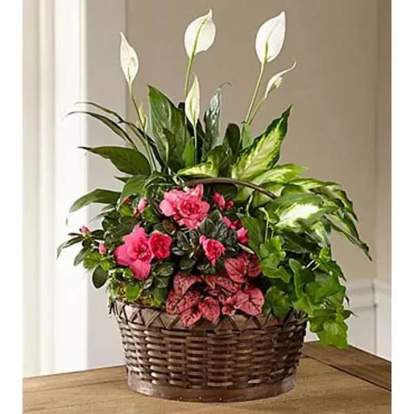 Mixed green foliage and pink flowering plants with white blooms in a brown wicker basket