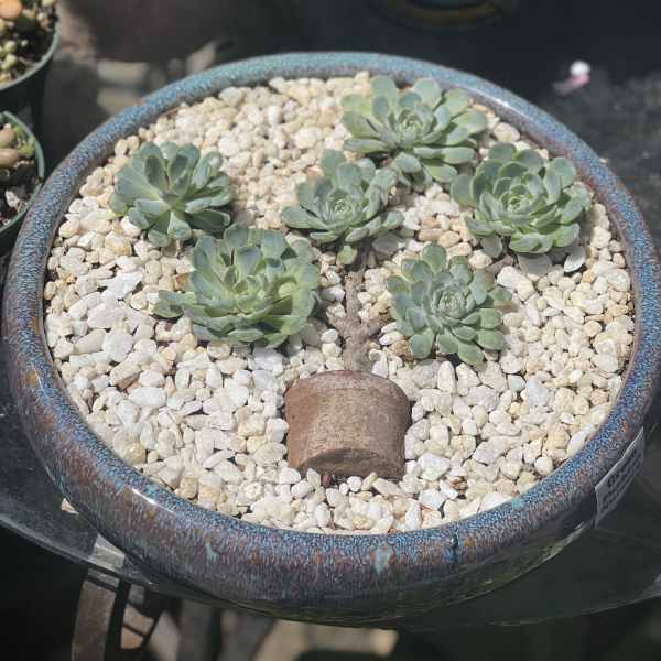 Round planter with five succulent rosettes in white pebbles
