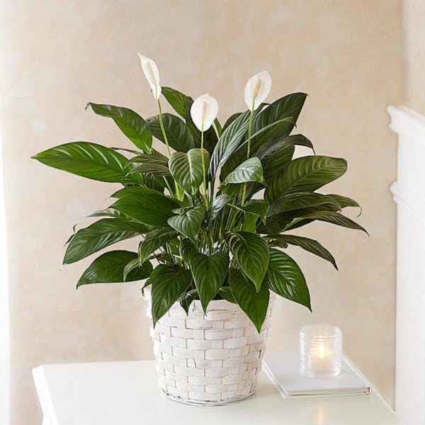 peace lily