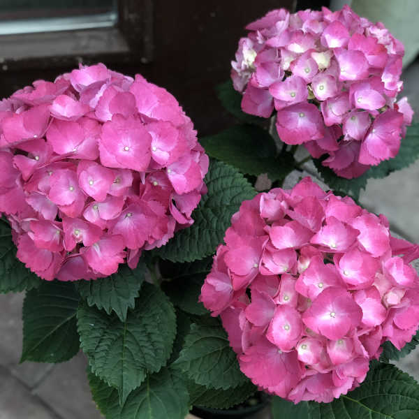 Potted pink hydrangea plant with three blooms