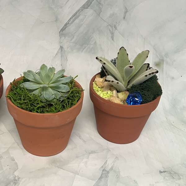 Three small potted succulents in terracotta pots