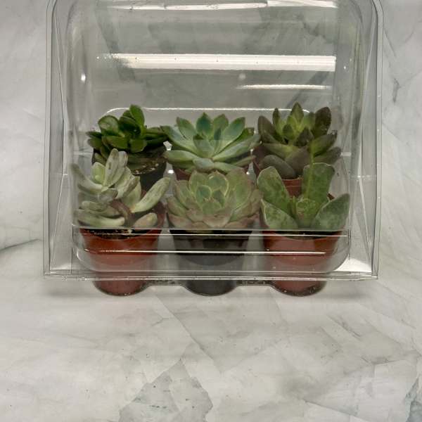 Six small succulents in a clear plastic clamshell package