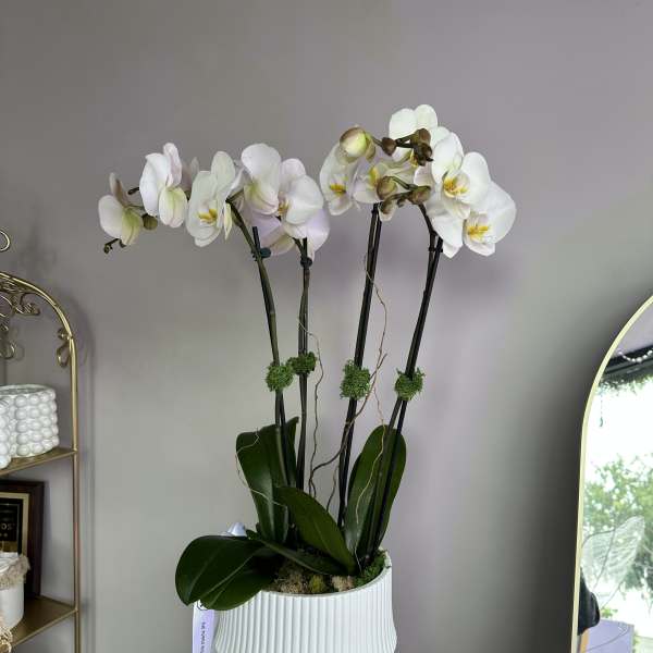White Orchids in Pot D