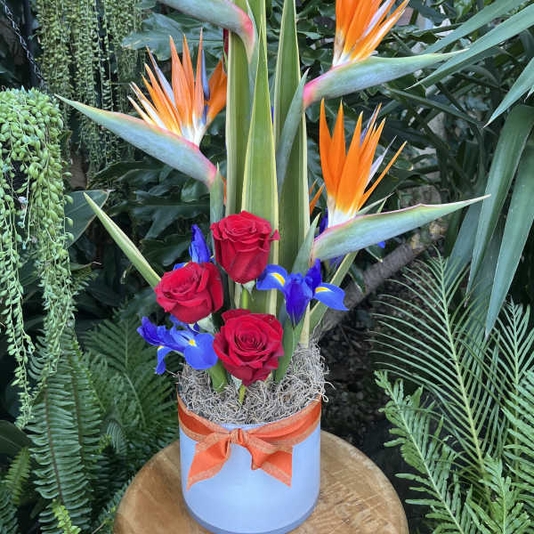 Tropical arrangement with red roses and bird of paradise in a blue box