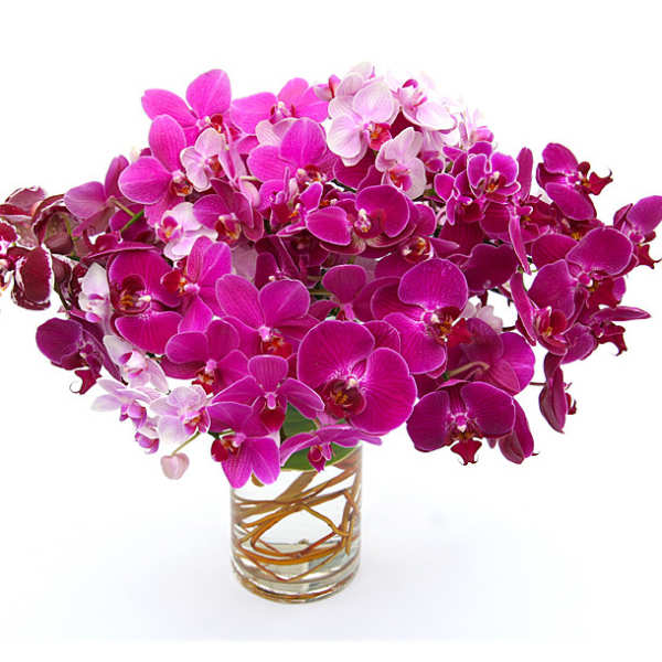 Bouquet of pink and white orchids in a clear glass vase