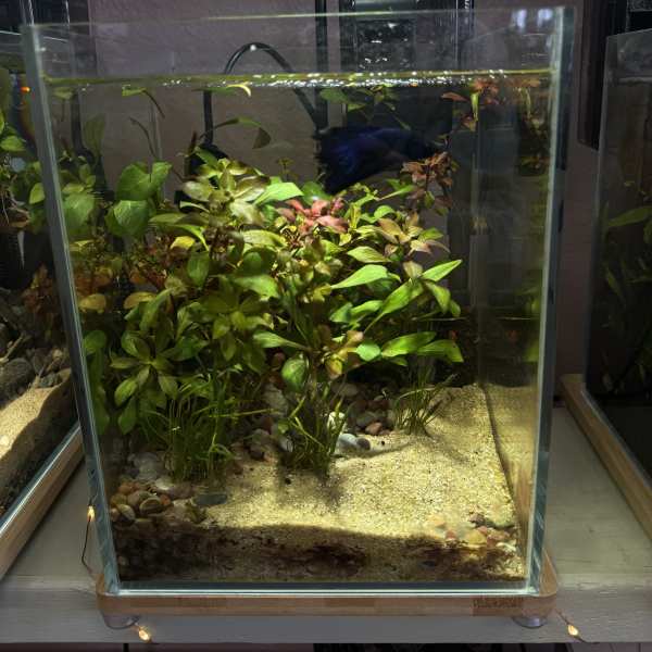 Glass aquarium with aquatic plants and a dark blue fish