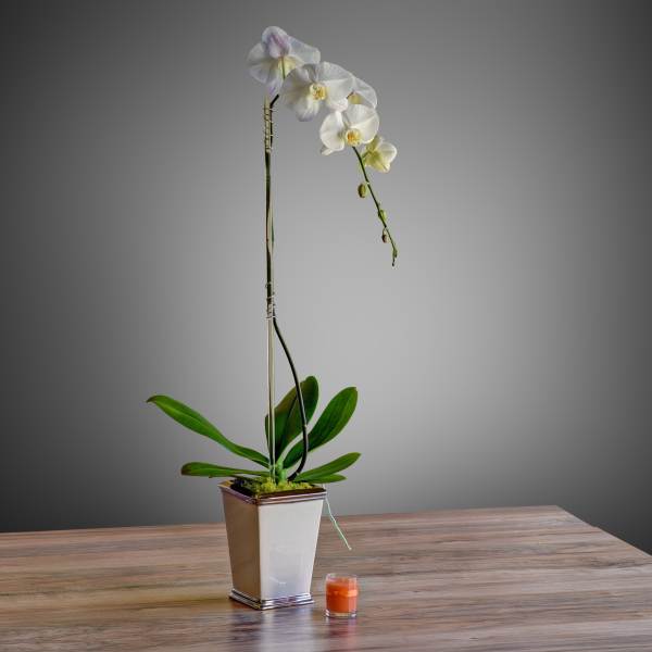 White orchid plant in a square pot with a small candle beside it