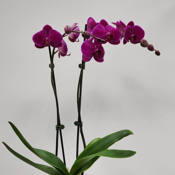 Purple Orchid Planter