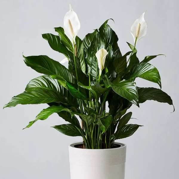 Potted peace lily with white blooms in a white planter