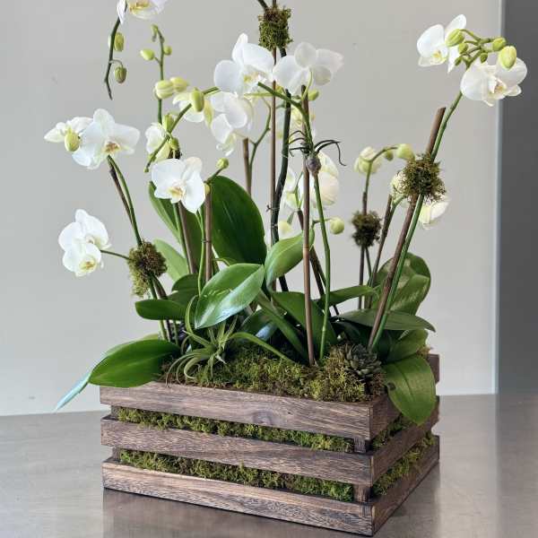 White orchids arranged in a wooden planter with moss