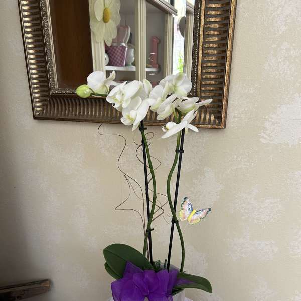 White orchid arrangement in a white pot with a purple bow