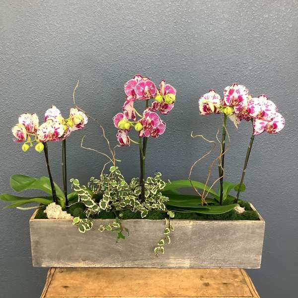 Three pink-and-white orchids in a rectangular planter