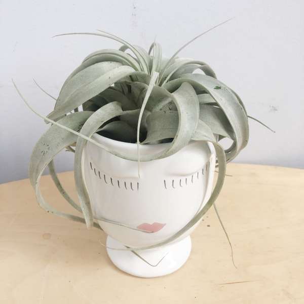 Air Plants Queen
