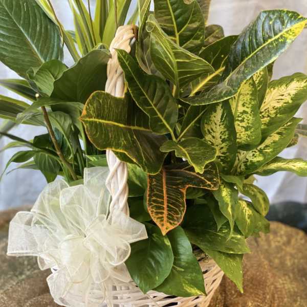 Mixed green houseplants in a white wicker basket with a white bow