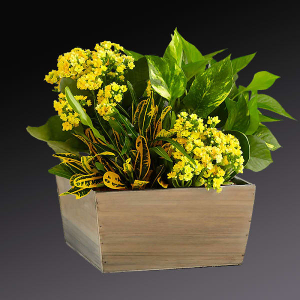 Yellow flowers arranged in a wooden box with green foliage