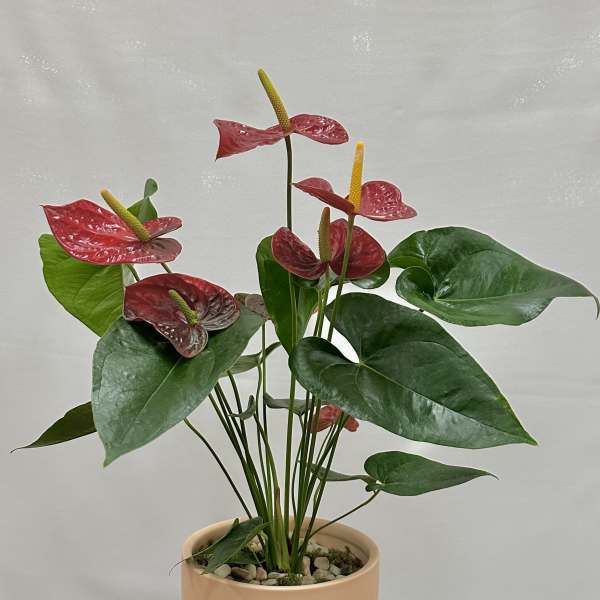 Potted anthurium plant with red spathes in a peach ceramic pot