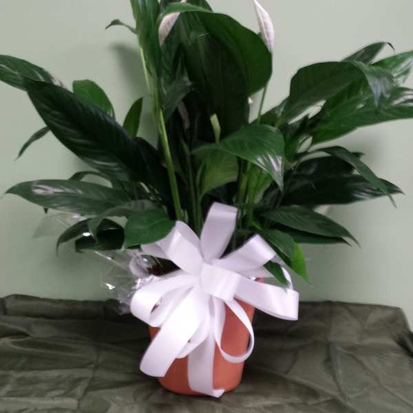 Potted peace lily plant with white blooms and a white ribbon bow