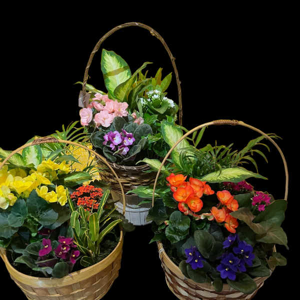 Three wicker baskets of mixed potted flowers and plants