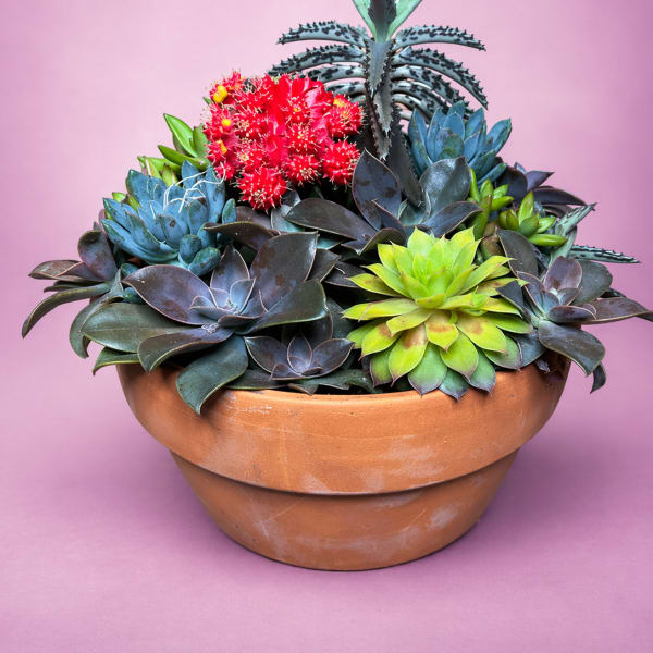 Succulent Garden
