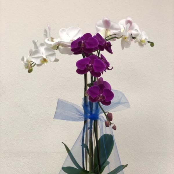 Purple and white orchids in a yellow square pot with blue ribbon