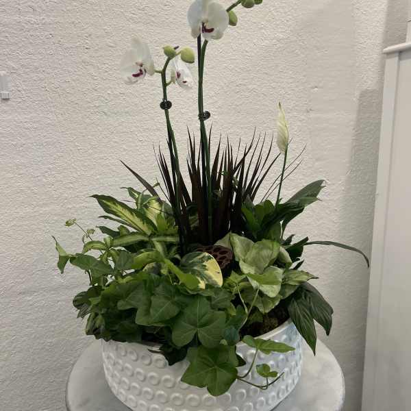 Low white ceramic planter with a white orchid and assorted green houseplants.