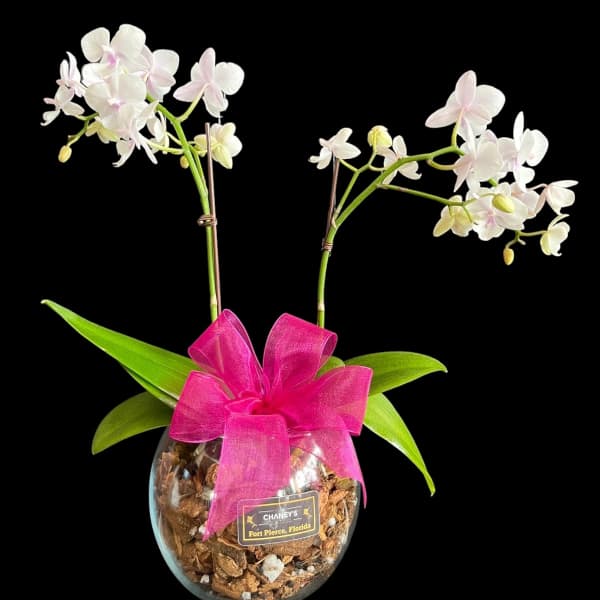 White orchid plant in a glass bowl with a pink ribbon