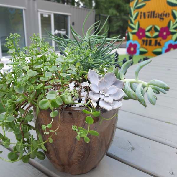 Succulent arrangement in a brown pot with trailing green plants