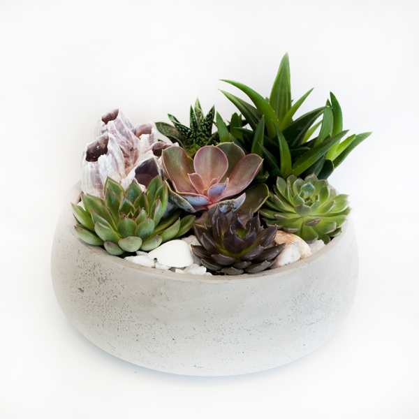 Succulent arrangement in a round concrete planter with shells