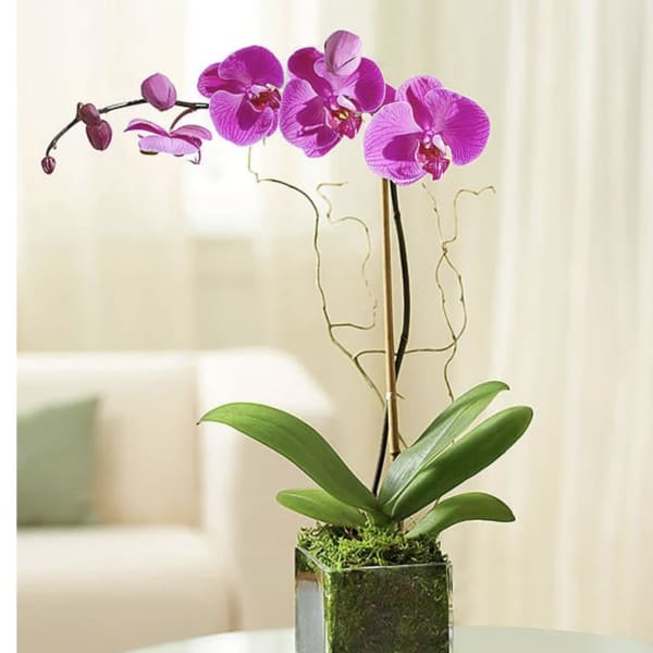 Single Stem Pink Orchid