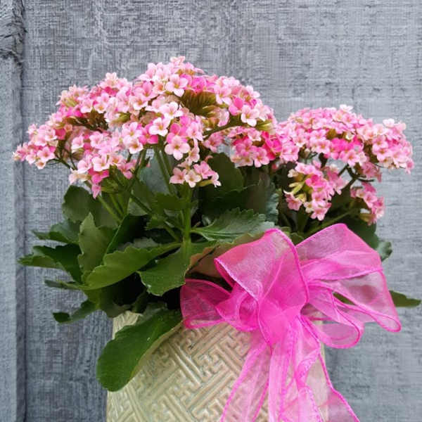 Beautiful blooming plant