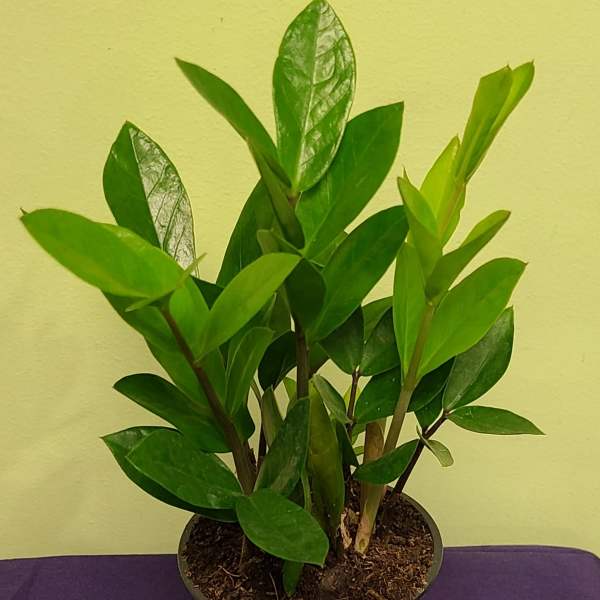 Potted green houseplant with glossy oval leaves in a black nursery pot