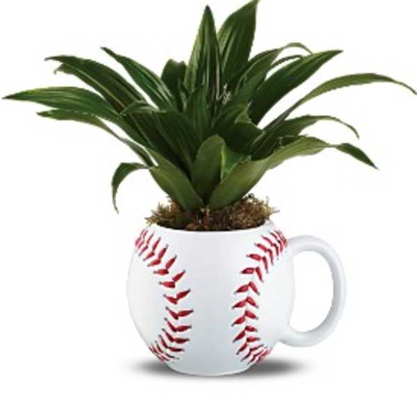 Potted green plant in a white baseball-shaped mug