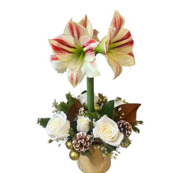 White and red amaryllis arrangement with roses in a gold vase
