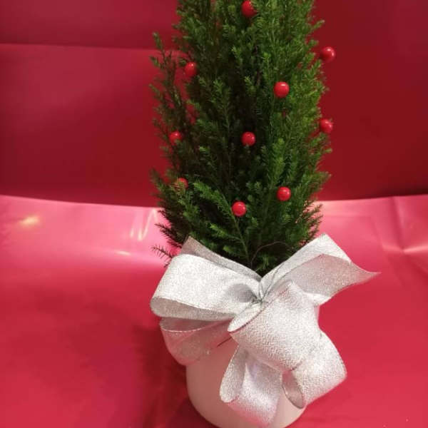 Small potted evergreen decorated with red berries and a silver bow