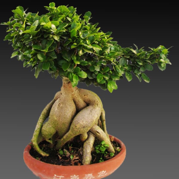 Potted bonsai tree with a thick exposed root base