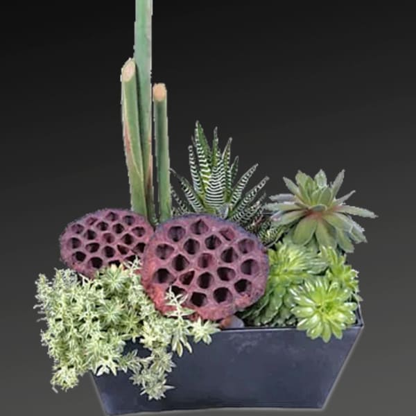 Succulent arrangement in a dark rectangular planter with lotus pods