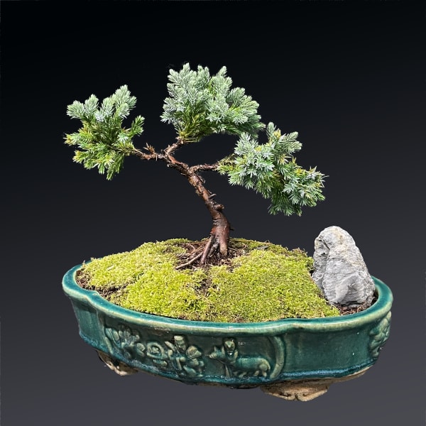 Small bonsai tree in a teal ceramic pot with moss and a rock