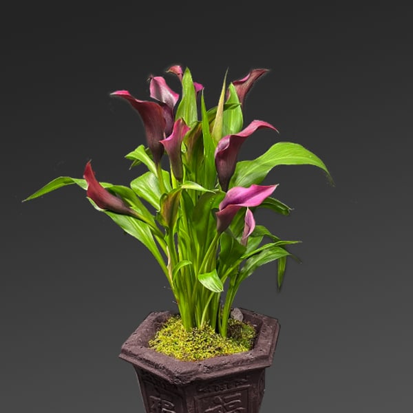 Purple calla lilies in a decorative square planter